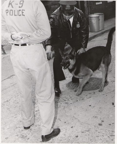 k9 training 1