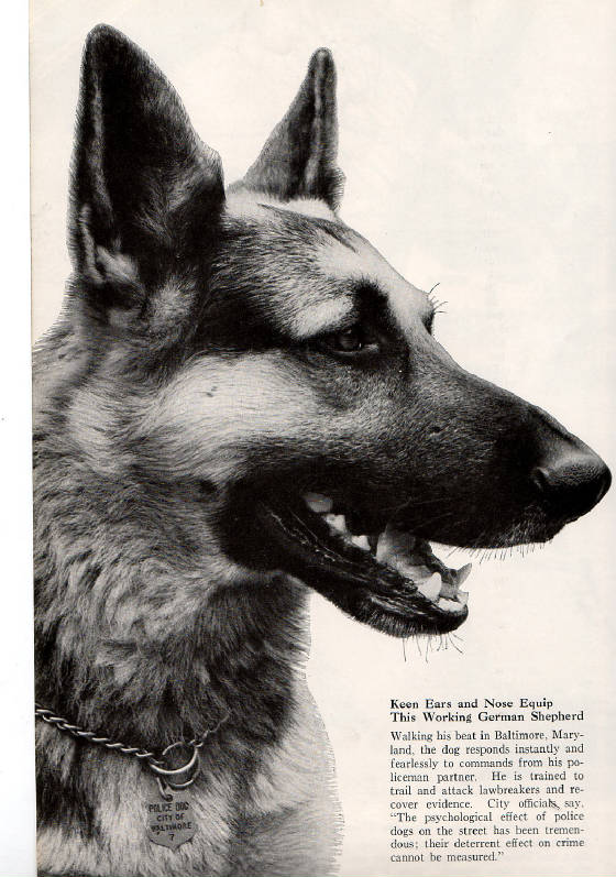 k9newspaperarticle2.jpg.w560h797